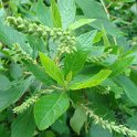 Clethra alnifolia bouton P2A